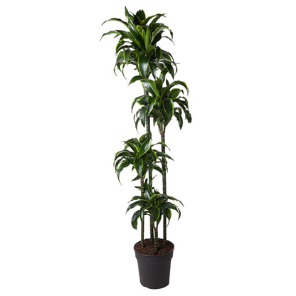 Drachenbaum Dorado 170 cm – Exotische Zimmerpflanze