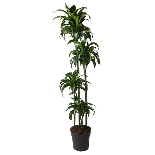 Drachenbaum Dorado 170 cm – Exotische Zimmerpflanze