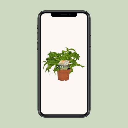 Asplenium Hurricane - Ø12cm - ↕30cm