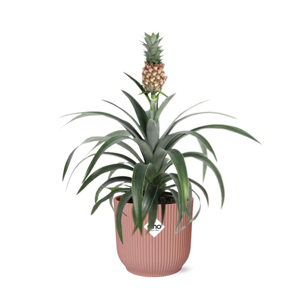 Mother's Day - Ananas Mi Amigo in ELHO Vibes Fold 14cm roze