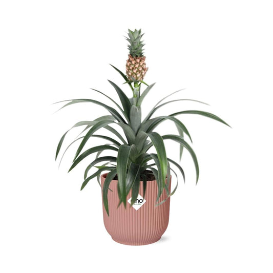 Mother's Day - Ananas Mi Amigo in ELHO Vibes Fold 14cm roze