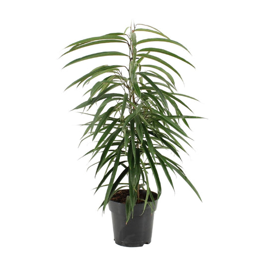 Ficus Binnendijkii Alii - Ø17cm - ↕70cm