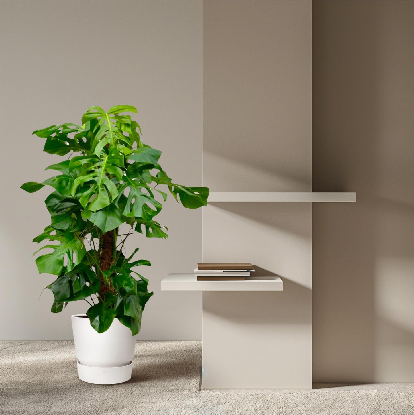 Monstera Deliciosa XXL – 150 cm Fensterblatt Pflanze