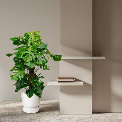 Monstera Deliciosa XXL – 150 cm Fensterblatt Pflanze