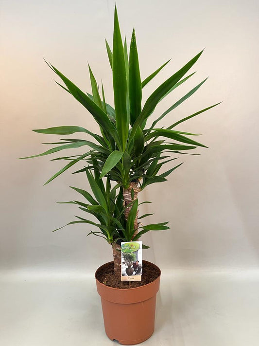 Yucca 45-20 2+ Kop (p21) - Hoogte 70-80 - Ø21cm - ↕75cm