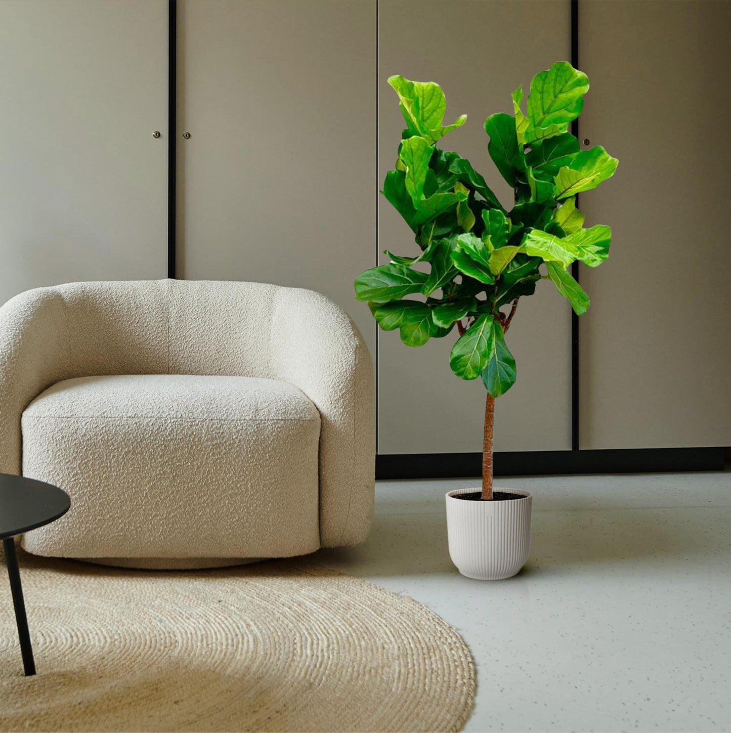 Geigenfeige Stamm 150 cm – Ficus lyrata elegant