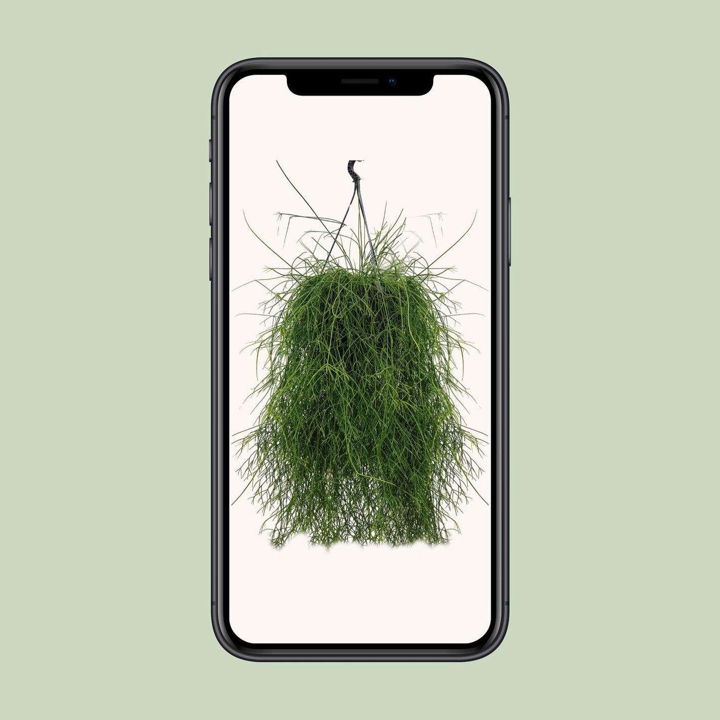 Rhipsalis Cassutha 25cm - Ø25cm - ↕60cm