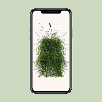 Rhipsalis Cassutha 25cm - Ø25cm - ↕60cm