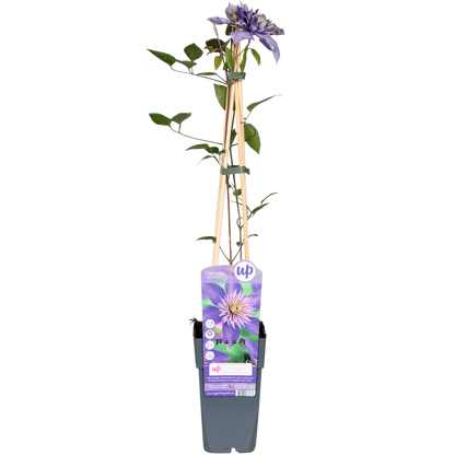 Clematis Multi Blue - Clematis Blauw - Ø15cm - ↕65cm