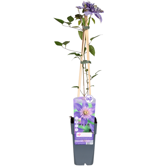 Clematis Multi Blue - Clematis Blauw - Ø15cm - ↕65cm
