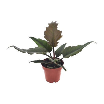 Philodendron Caramel - Ø12cm - ↕25cm