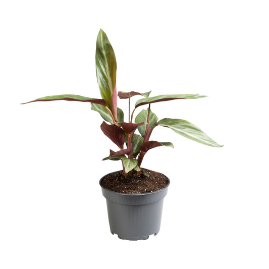 Stromanthe Sanguinea - Ø12cm - ↕18cm