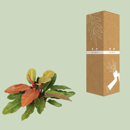 Philodendron Prince Of Orange - Ø27cm - ↕75cm