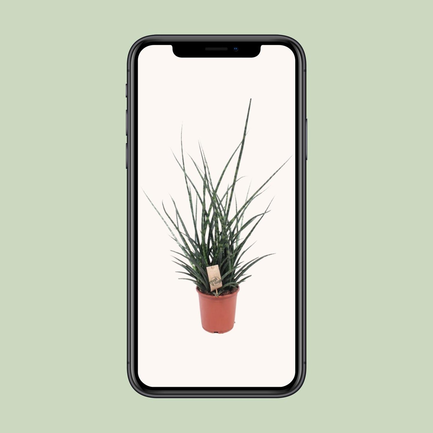 Sansevieria Fernwood Punk - Ø17cm - ↕65cm