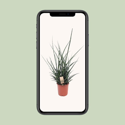 Sansevieria Fernwood Punk - Ø17cm - ↕65cm