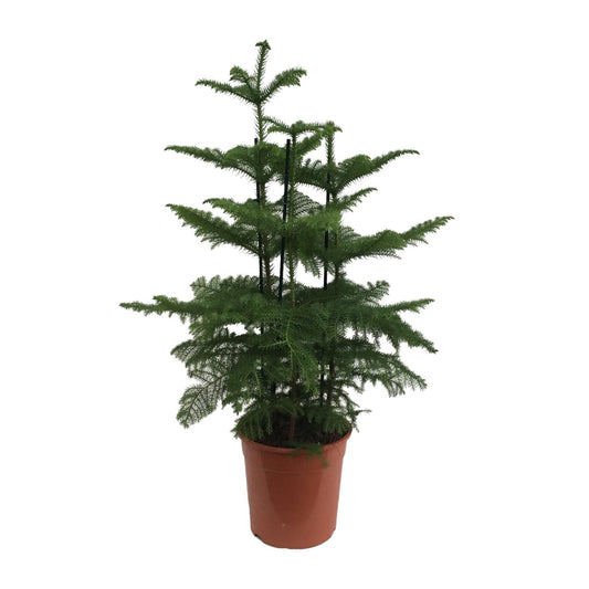 Araucaria (2 Tak) - Ø27cm - ↕110cm