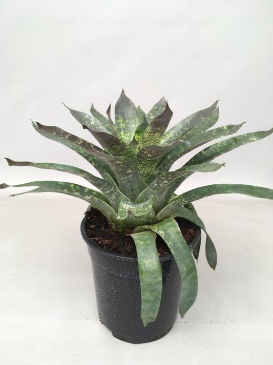 Vriesea Nova - Ø19cm - ↕35cm