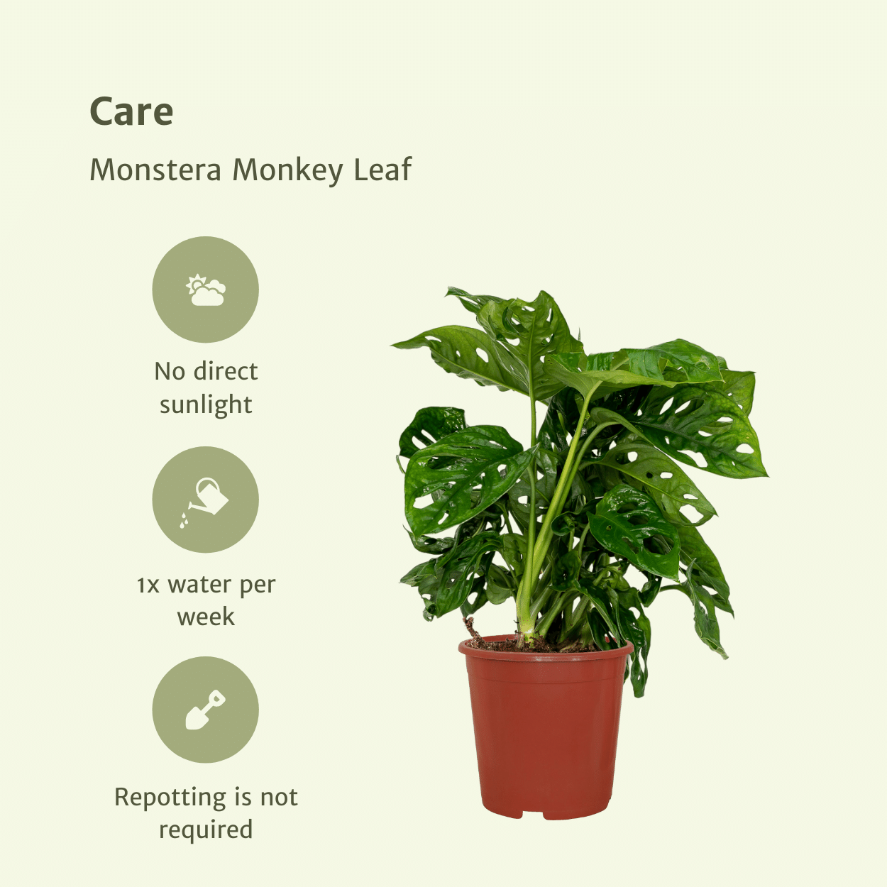 2x Monstera Monkey Leaf - Lochpflanze - 30cm - ø12