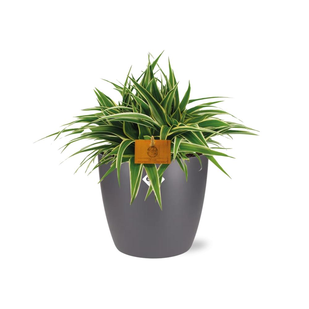Chlorophytum Ocean 15cm in ELHO brussels 16cm round anthracite