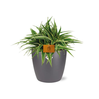 Chlorophytum Ocean 15cm in ELHO brussels 16cm round anthracite