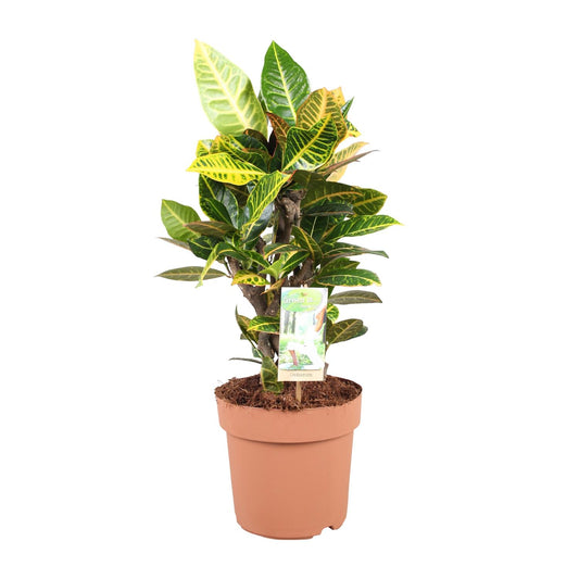 Codiaeum Petra - Ø21cm - ↕60cm