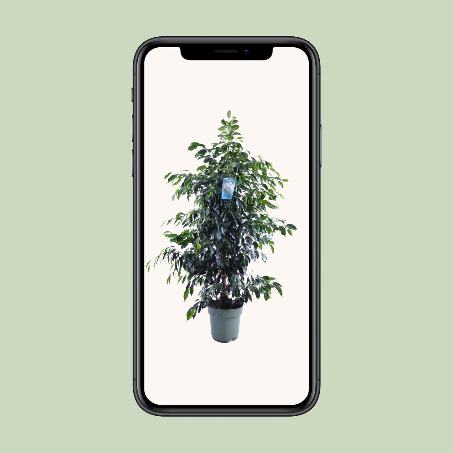 Ficus Benjamina Midnight Lady - Ø27cm - ↕140cm