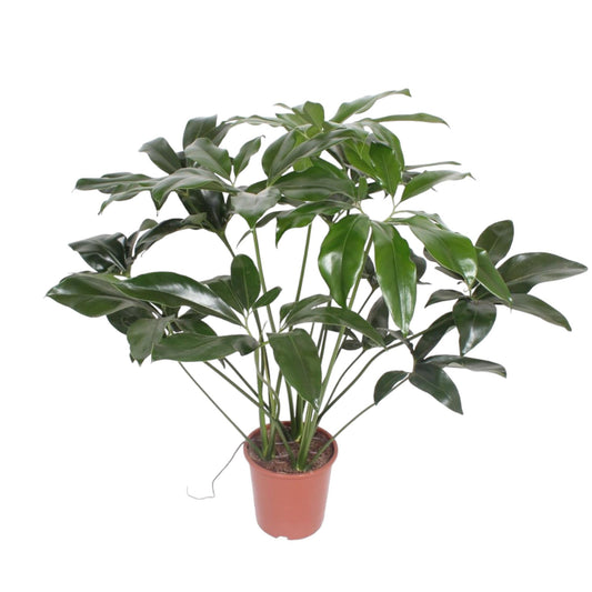 Philodendron Green Wonder – 120 cm pflegeleichte Zimmerpflanze