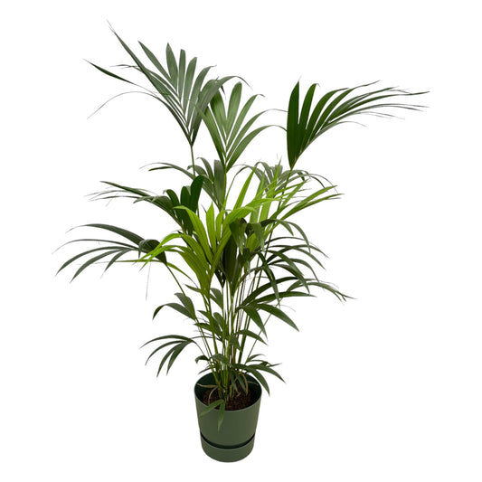 Kentia Palme 160 cm mit Elho Topf – Stilvolle Zimmerpflanze