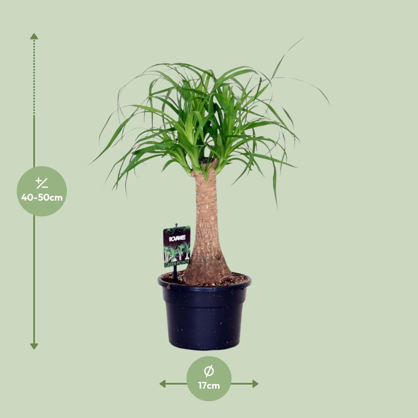 Beaucarnea Nolina - Ø17cm - ↕50cm
