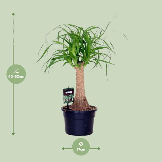 Beaucarnea Nolina - Ø17cm - ↕50cm