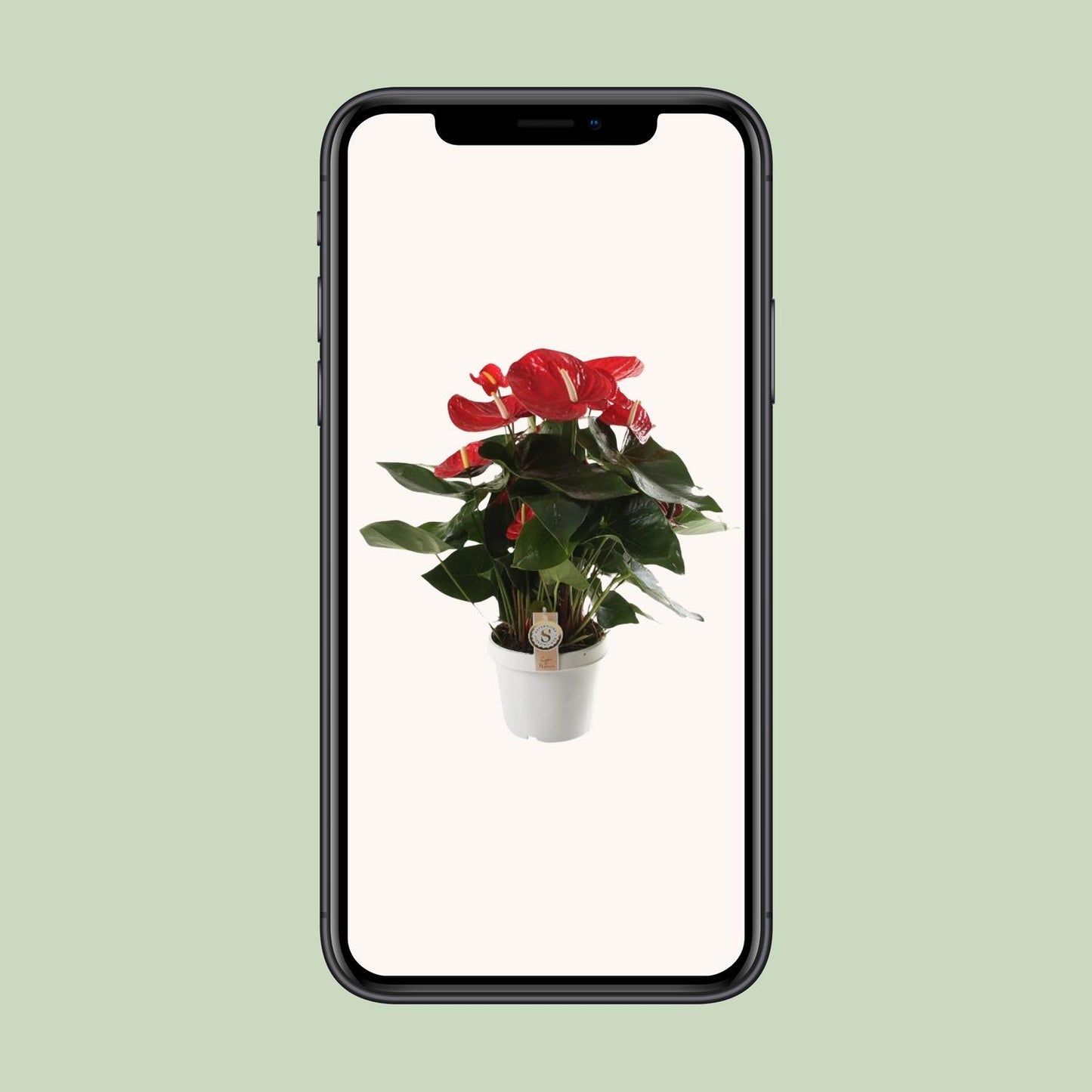 Anthurium Red Champion - Ø21cm - ↕65cm