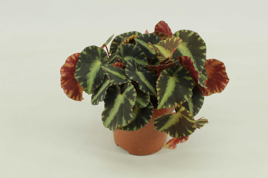 Begonia Cleopatra - Ø10,5cm - ↕15cm