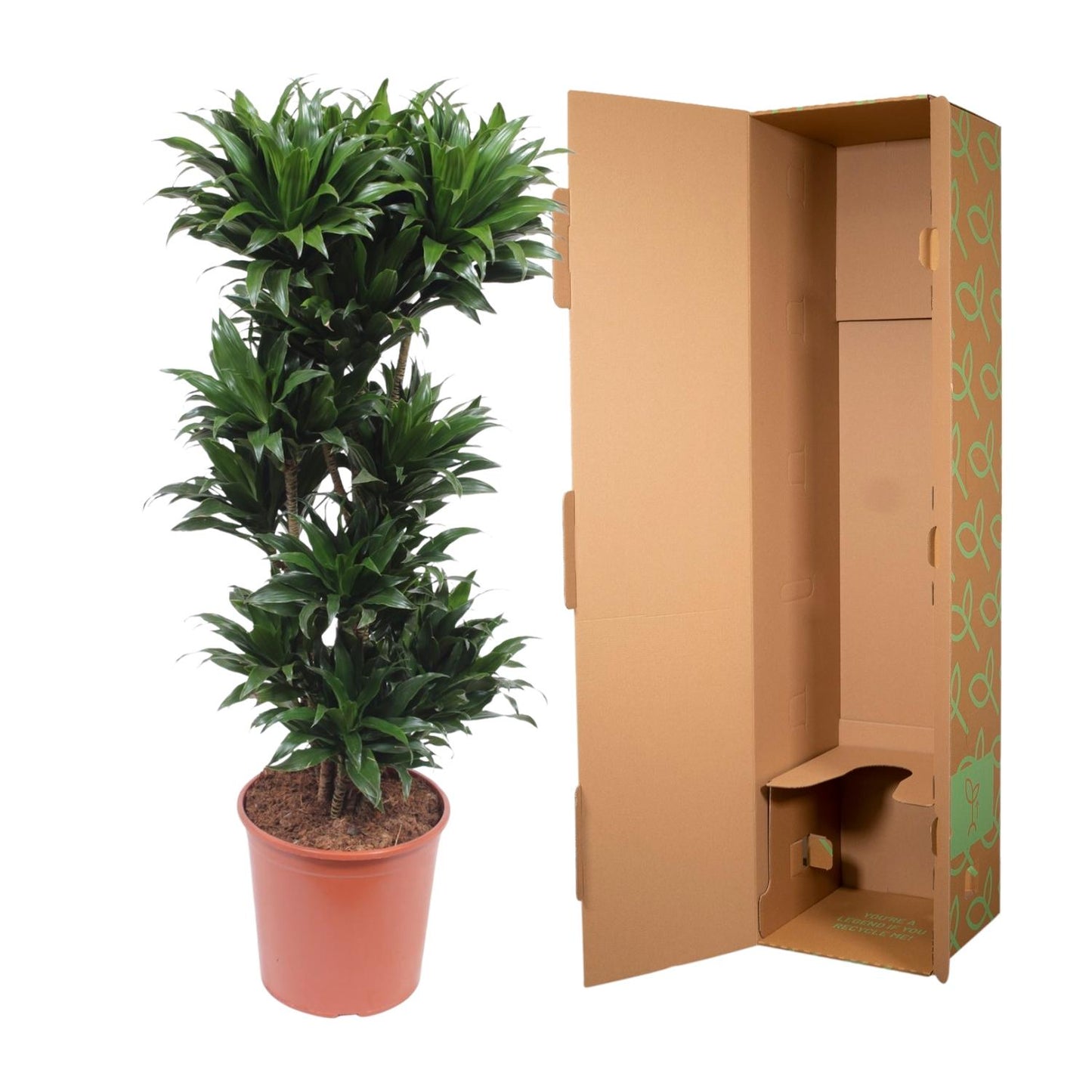 Drachenbaum Compacta 140 cm – Stilvolle, pflegeleichte Zimmerpflanze