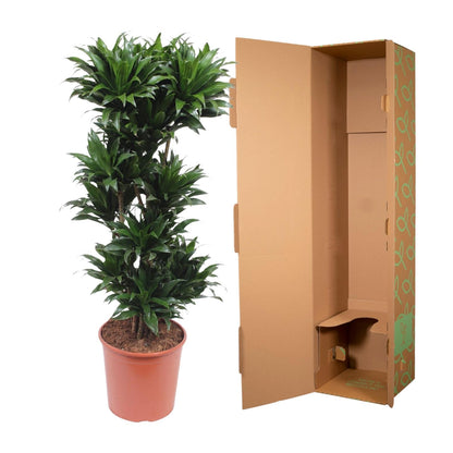 Drachenbaum Compacta 140 cm – Stilvolle, pflegeleichte Zimmerpflanze