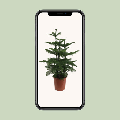 Araucaria (2 Tak) - Ø27cm - ↕110cm