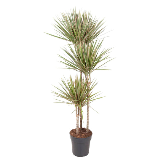 Drachenbaum Bicolor 150 cm – Stilvolle und pflegeleichte Zimmerpflanze