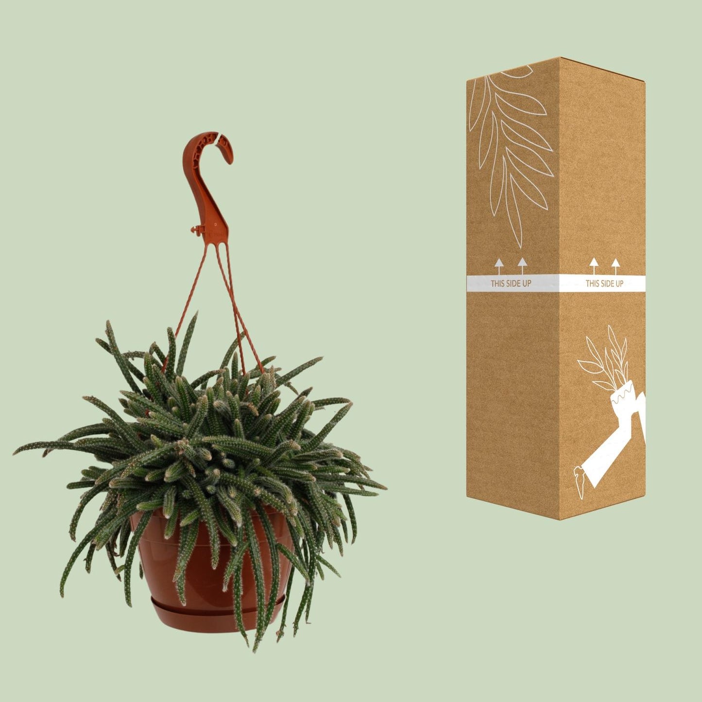 Rhipsalis Baccifera Horrida - Ø17cm - ↕45cm
