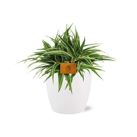 Chlorophytum Ocean 15cm in ELHO brussels 16 cm round white