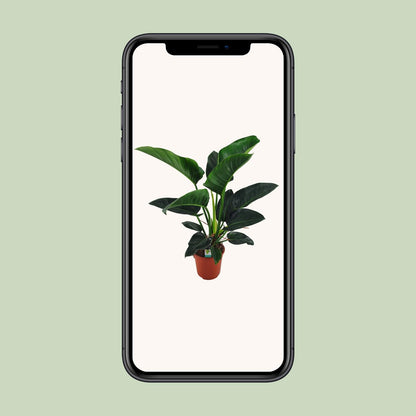 Philodendron Congo Millions - Ø27cm - ↕100cm