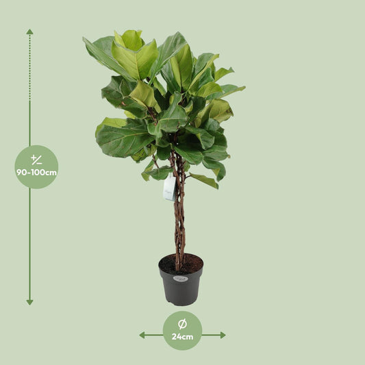 Ficus Lyrata Geflechtstamm - Ø24cm - ↕100cm