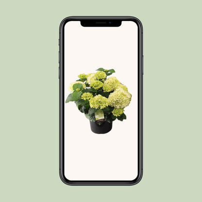 Hortensia Wit P23 - Ø23cm - ↕40cm