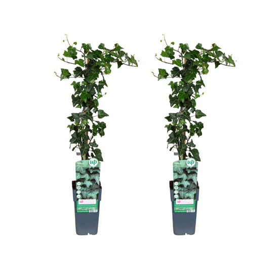 Hedera helix - 2 Stücke - Ø15cm - ↕65cm