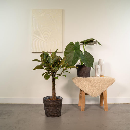 Ficus Elastica Melany - Ø21cm - ↕85cm + Alocasia Wentii - Ø19cm - ↕60cm + Korb Igmar