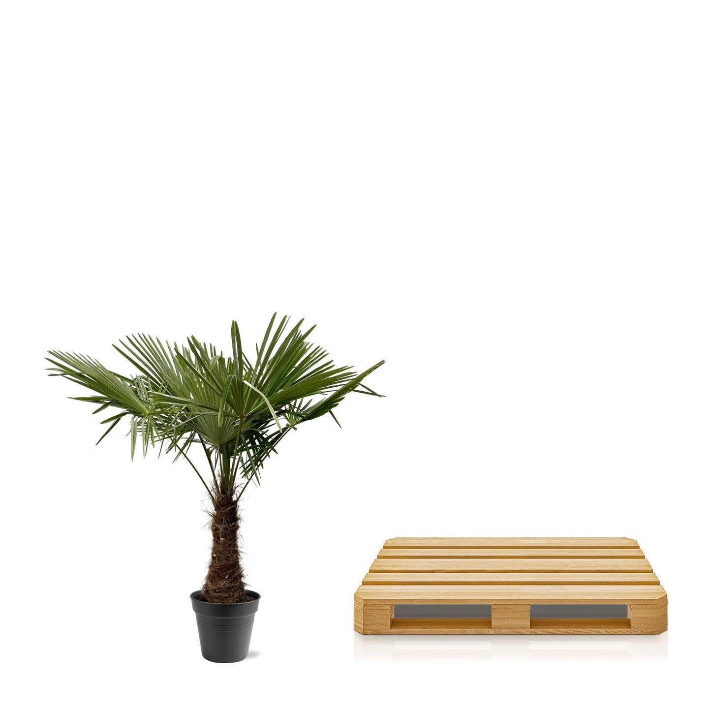 Chinesische Hanfpalme 220-240 cm – Exotische Kübelpflanze