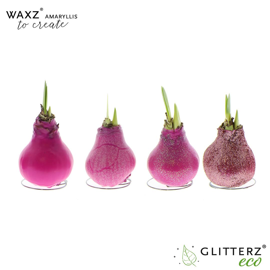 Amaryllis Waxz To Create Pink - 4 stuks - Ø7 cm - ↕15 cm