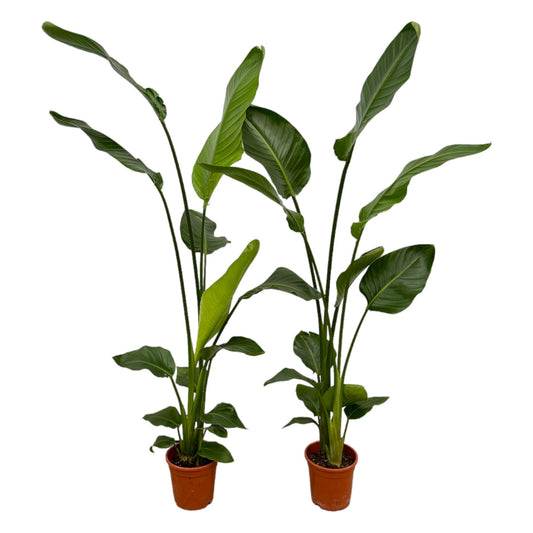 2x Baumstrelitzie 130 cm – Exotisches Zimmerpflanzen-Set