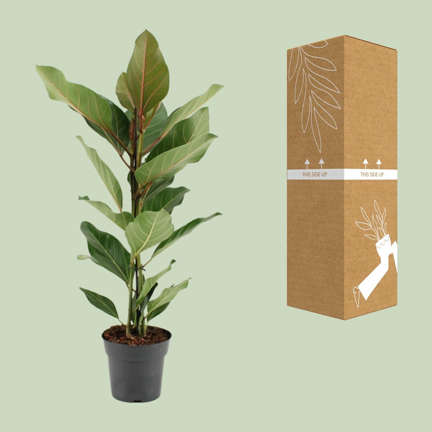 Ficus Benghalensis Joy - Ø17cm - ↕65cm