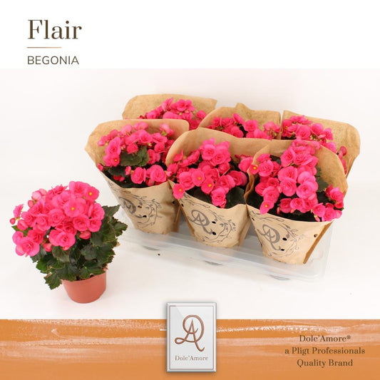 Begonia Adonia P14 Dolc'Amore® Kraft - Ø14cm - ↕31cm