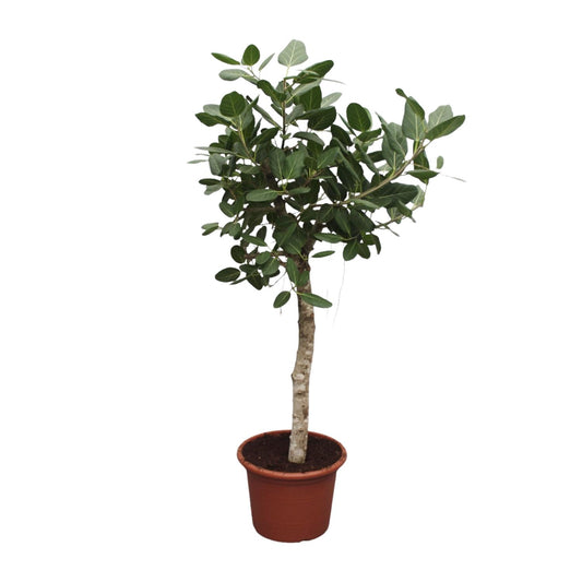Bengalische Feige 200 cm – Exotischer Großbaum für Innen & Außen