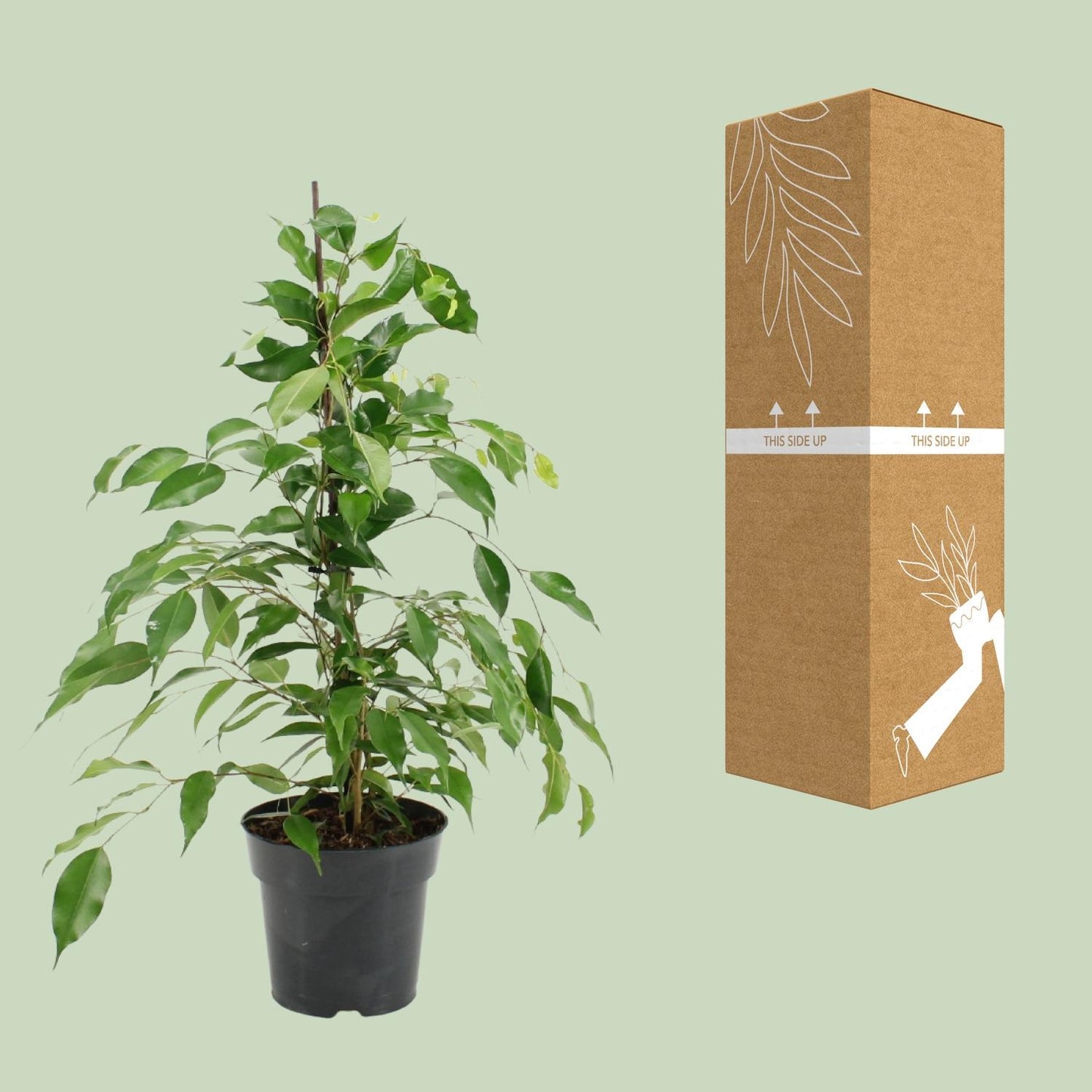 Ficus Benjamina Danita - Ø17cm - ↕70cm